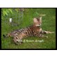 Bengalkter 'New Hunter', Bengalkatze - Kater