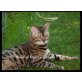 Bengalpärchen sucht Lebensplatz, Bengalkatze - Kater