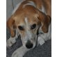 Beni, Beaglemix - Rüde