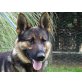 Benimo, Deutscher Schäferhund - Rüde