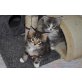 Benisha und Bonny Blue, Maine Coon - Katze