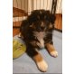 Benissimo , Australian Shepherd  Welpen - Rüde