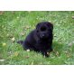 Benito, Dt.Schäferhund x Labrador Welpen - Rüde