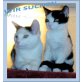 Benjamin & Bernd, Hauskatze/Siam - Kater