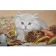 Benjamin, Britisch Langhaar - Kater