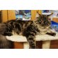 Benjamin, Maine Coon - Kater