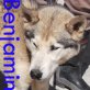 Benjamin, Sib.Husky-Mix, - Rüde