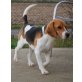 Benji 6, Beagle - Rüde