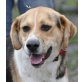 Benji 8, Beagle-Mischlingsrüde - Rüde