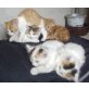 Benji,Bessy,Bibi, Beauty, Europäisch Kurzhaarmix (kurz-und Langhaarige) - Katze
