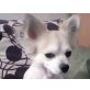 Benji, Chihuahua kurzhaariger Schlag - Rüde