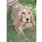 Benji, Englischer Cockerspaniel Welpen - Rüde