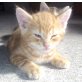 Benji, Europäische Kurzhaarmix - Kater