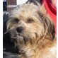 Benji, Lhaso Apso Terrier - Rüde