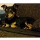 Benji - Mischling - - Rüde
