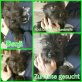 Benji, Mischling Welpen - Rüde