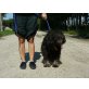 Benji, Mischlingsrüde - Rüde