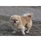 Benji, Pekinese - Rüde