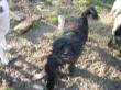 Benji, Pudel-Schnautzermix - Rüde