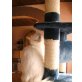 Benji, Ragdoll - Kater