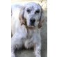 Benji, Setter-Mix - Rüde