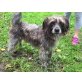 Benji, Wuschel-Mix - Rüde
