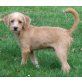 Benji, Wuschel-Mix Welpen - Rüde