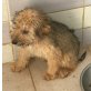Benji, Wuschel-Mix Welpen - Rüde