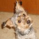 Benji, Yorkshire Terrier - Rüde