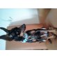 Benji, chiuahua pinscher  - Rüde