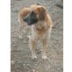 Benji  -  einfach ein Traumhund! - Rüde