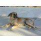 Benji - sanft, ruhig, einfach ein Traumhund! - Rüde