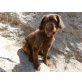 Benji, toller Familienhund - Rüde