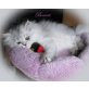 Bennet, Perser - Kater