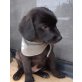 Bennett, Labrador-Mischling Welpen - Rüde
