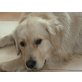Benni, Golden Retriever - Rüde