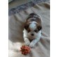 Benni, Shih Tzu und Chihuahua-Mix Welpen - Rüde