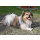 Benni, Spitz-Mischling - Rüde