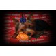 Benni, Yorkshire Terrier - Rüde