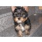 Benni, Yorkshire Terrier Welpen - Rüde