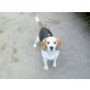 Benni und Biene, Beagle - Rüde