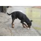 Bennie, Rehpinscher - Rüde