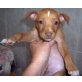 Bennito, Podenco Mix Welpen - Rüde