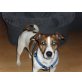 Bennji, Jack-Russel - Rüde