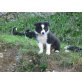 Benno, Border-Collie Welpen - Rüde