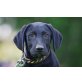 Benno, Labrador/Magyar Vizsla Mix Welpen - Rüde