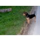 Benno, Terrier/Pinscher - Rüde