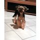 Benno , Yorkshire Terrier - Rüde