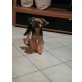 Benno, Yorkshire Terrier - Rüde