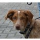 Benny, Australian Shepherd - Podenco Mix - Rüde